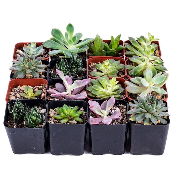 DecoBlooms Succulent Bulk Pack (Collection of 16)