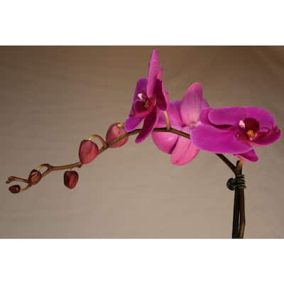 Orchid Indoor Plants Garden Center The Home Depot