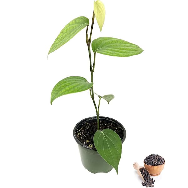 Black Pepper Plant-Live Vine in a 4 in. Grower's Pot-Piper Nigrum-Grow Your Own Spices in the Garden