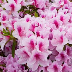 2.5 qt. Azalea Formosa Flowering Shrub with Pink Blooms