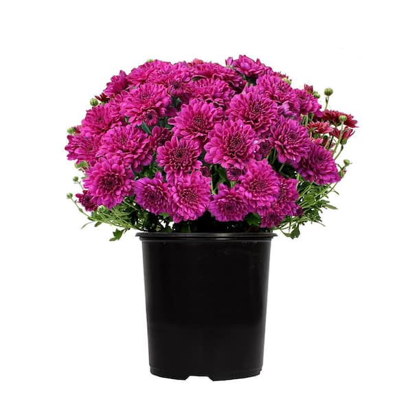 ALTMAN PLANTS 2.5 Qt. #1 Purple Chrysanthemum Perennial Plant
