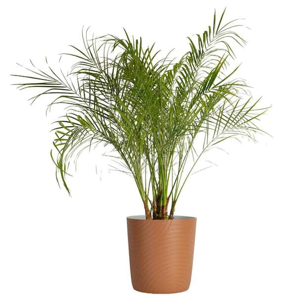 Costa Farms Roebellini, Pygmy Date Palm Indoor Plant in 10 in. Decor Planter, Avg. Shipping Height 3-4 ft. Tall