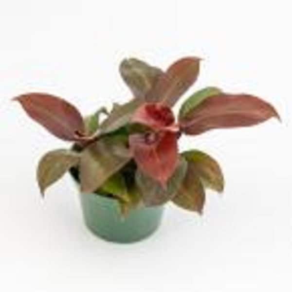 national PLANT NETWORK 6 in. McColley's Finale Philodendron Plant in Grower Pot