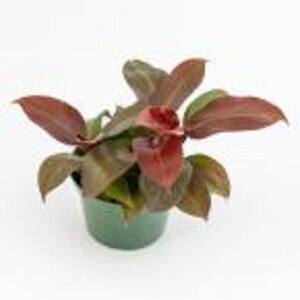 6 in. McColley's Finale Philodendron Plant in Grower Pot