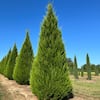 7 Gal. Juniper Brodie Eastern Red Cedar Evergreen JUNBRO07G The