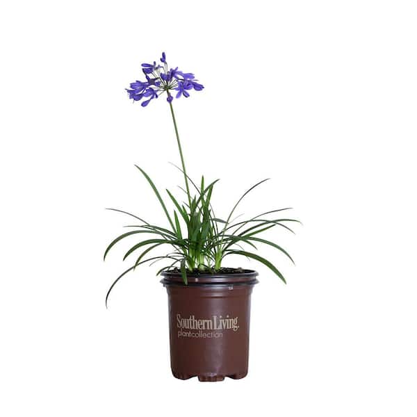 SOUTHERN LIVING 2.5 Qt. Little Blue Fountain Agapanthus With Deep Blue Flowers, Live Perennial Plant