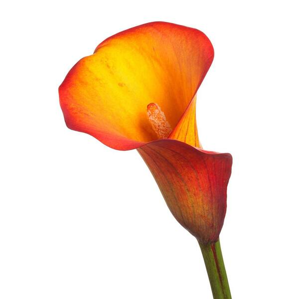 Vigoro 2.5 Qt. Calla Lily Morning Sun Zantedeschia Perennial
