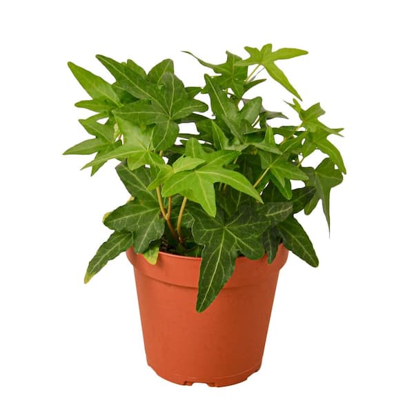 PPC INTERNATIONAL LLC English Ivy Green California (Hedera helix) Plant in 4 in. Grower Pot