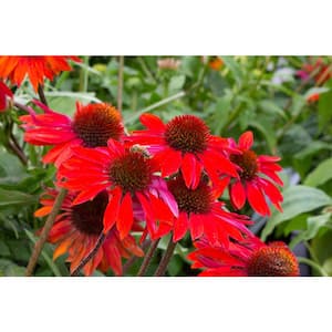 2 Gal. Color Pot Echinacea Red Live Perennial Plant (1-Pack)