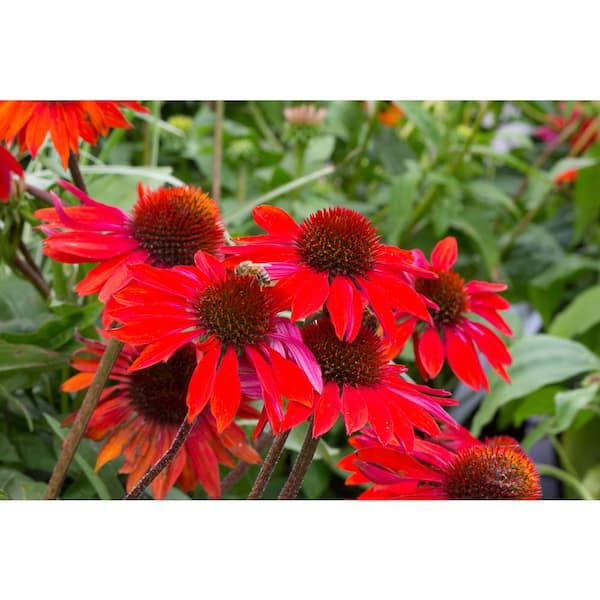 BELL NURSERY 2 Gal. Color Pot Echinacea Red Live Perennial Plant (1-Pack)