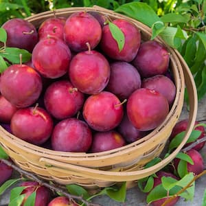 Alderman Plum Prunus Live Fruiting Bareroot Deluxe Tree Kit (1-Pack)