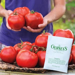 Tomato Celebration Hybrid Vegetable Seeds (20 Seed Packet)