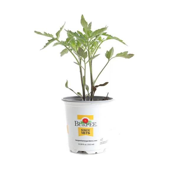 Burpee Roma Burpee 3.5 in La Roma IV Tomato Plant (4-Pack) TOMLRARR8-3VB4 - The ...