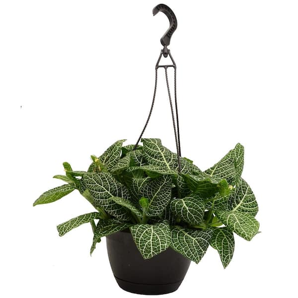 Exotic Angel Plants Growers Choice in 8 in. Hanging Basket