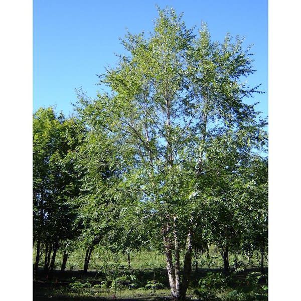 DIRECT GARDENING 3 Gal. Pot, Heritage Clump River Birch Starter Shade Tree (1-Pack)