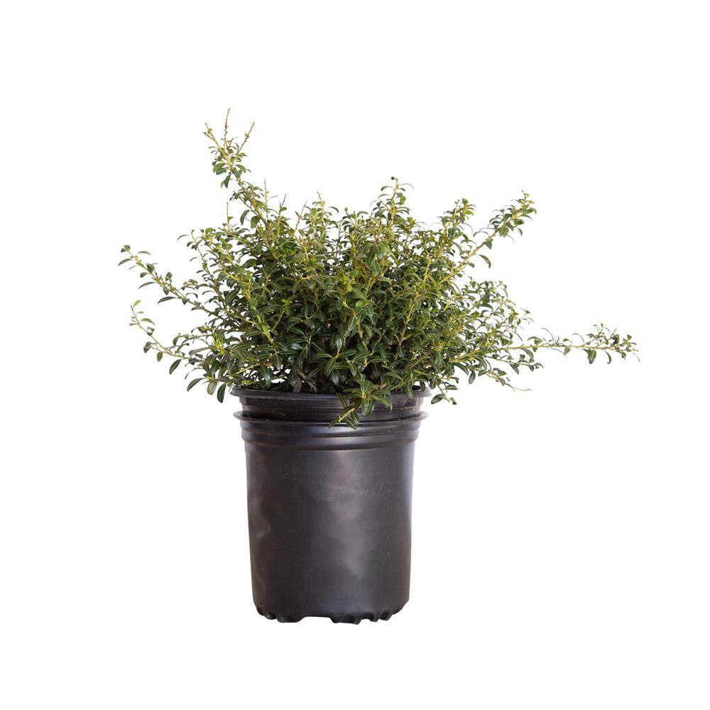 FLOWERWOOD 2.5 Qt. Soft Touch Holly(Ilex), Live Evergreen Shrub, Finely ...