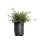 2.5 Qt. Soft Touch Holly(Ilex), Live Evergreen Shrub, Finely Textured Green Foliage