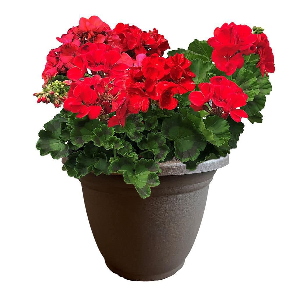 11 in. Geranium Annual with Bright Red Blooms and Rich Green Foliage