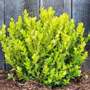 12 in. Tall to 18 in. Tall Winter Gem Boxwood (Buxus), Live Bareroot Evergreen Shrub (1-Pack)