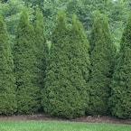 Cottage Gardens 3 Gal. Emerald Green Arborvitae Shrub 6273 - The Home Depot