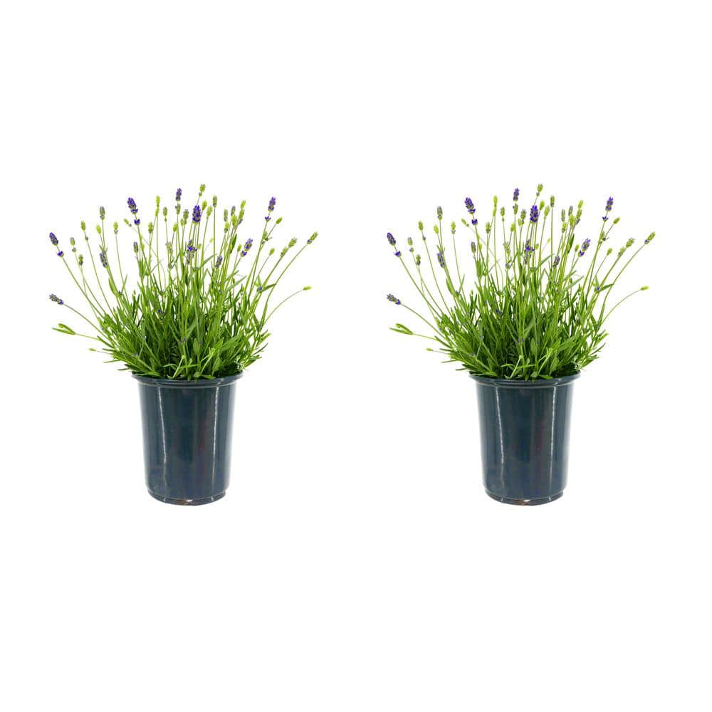 Online Orchards 1 Gal. English Lavender Plant with Incredible Purple Color  and Fragrance (2-Pack) SBLV001 - The Home Depot