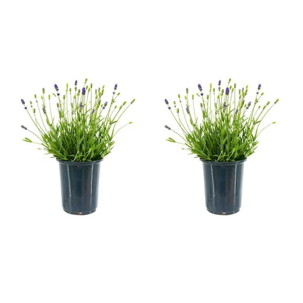 Unbranded 2.5 Qt. English Blue Perennial Lavender Angustifolia (2-Pack)