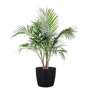 Majesty Palm Live Indoor Outdoor Plant in 10 inch Premium Sustainable Ecopots Dark Grey Pot
