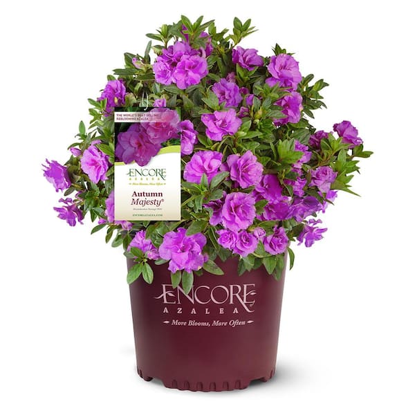 1 Gal. Autumn Majesty Azalea Shrub with Reblooming Ruffled Purple Flowers - Low-Maintenance Small Evergreen Plant