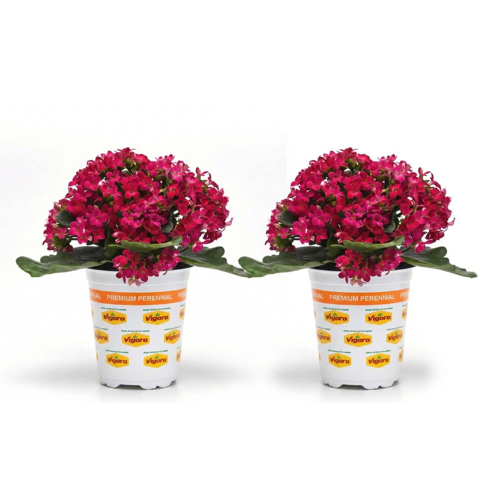Vigoro 1 qt. Mandala Kalanchoe Plant with Purple Flowers (2-Pack