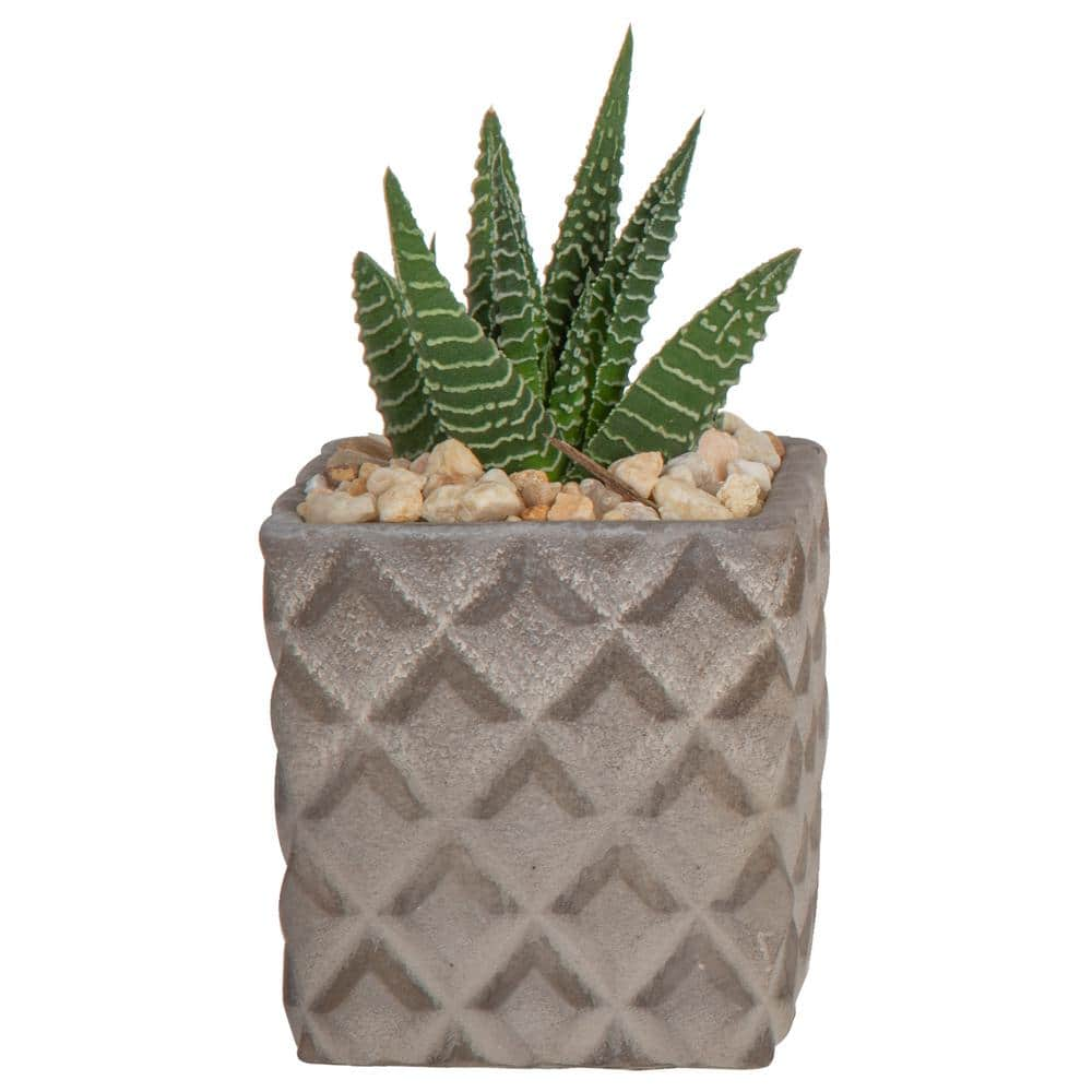 Costa Farms Grower's Choice Haworthia Indoor Succulent Plant in 2.5 in. Two-Tone Ceramic Planter, Avg. Shipping Height 4 in. Tall