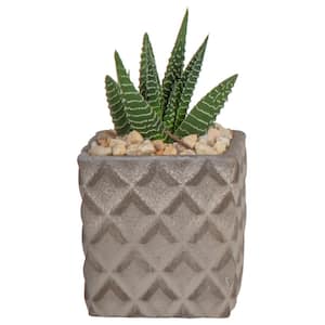 Grower's Choice Haworthia Indoor Succulent Plant in 2.5 in. Two-Tone Ceramic Planter, Avg. Shipping Height 4 in. Tall