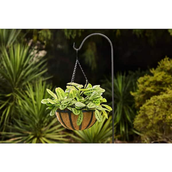 English Medium Black Metal Hanging Round Planter with Coco Liner (14 in. L x 14 in. W x 6.5 in. H)