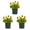 METROLINA GREENHOUSES 2 Qt. Pansy Yellow Blotch Annual Plant (3-Pack) 5323