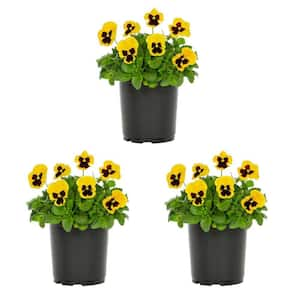 2 Qt. Pansy Yellow Blotch Annual Plant (3-Pack)