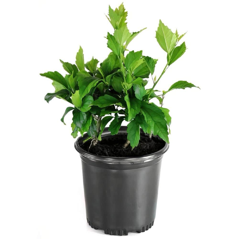Vibrant Pink Hibiscus Plant with Dark Burgundy Foliage