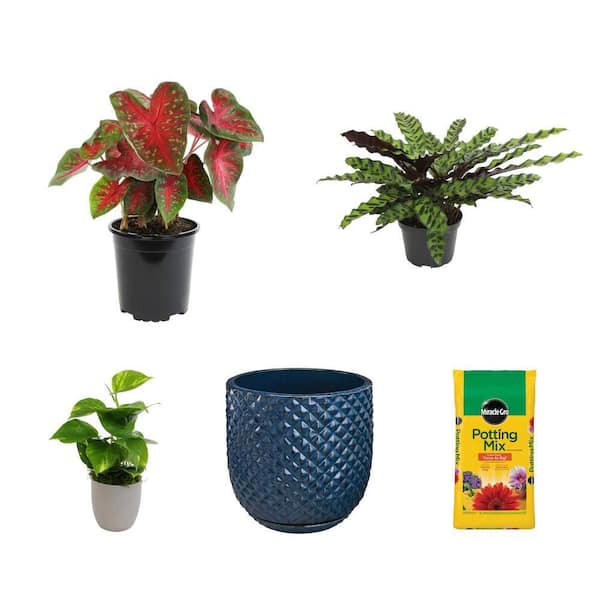 Caladium, Rattlesnake Prayer Plant, Golden Pothos, Planter and Mix