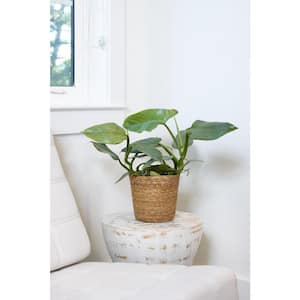 7 in. Prismacolor Silver Sword Philodendron Hastatum (Philodendron) Live Plant, Seagrass Container (1-Pack)