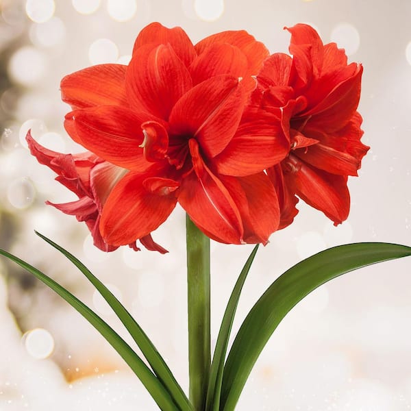 Garden State Bulb Red Peacock Double Amaryllis Flower Bulb, 26/28cm (Bag of 1)