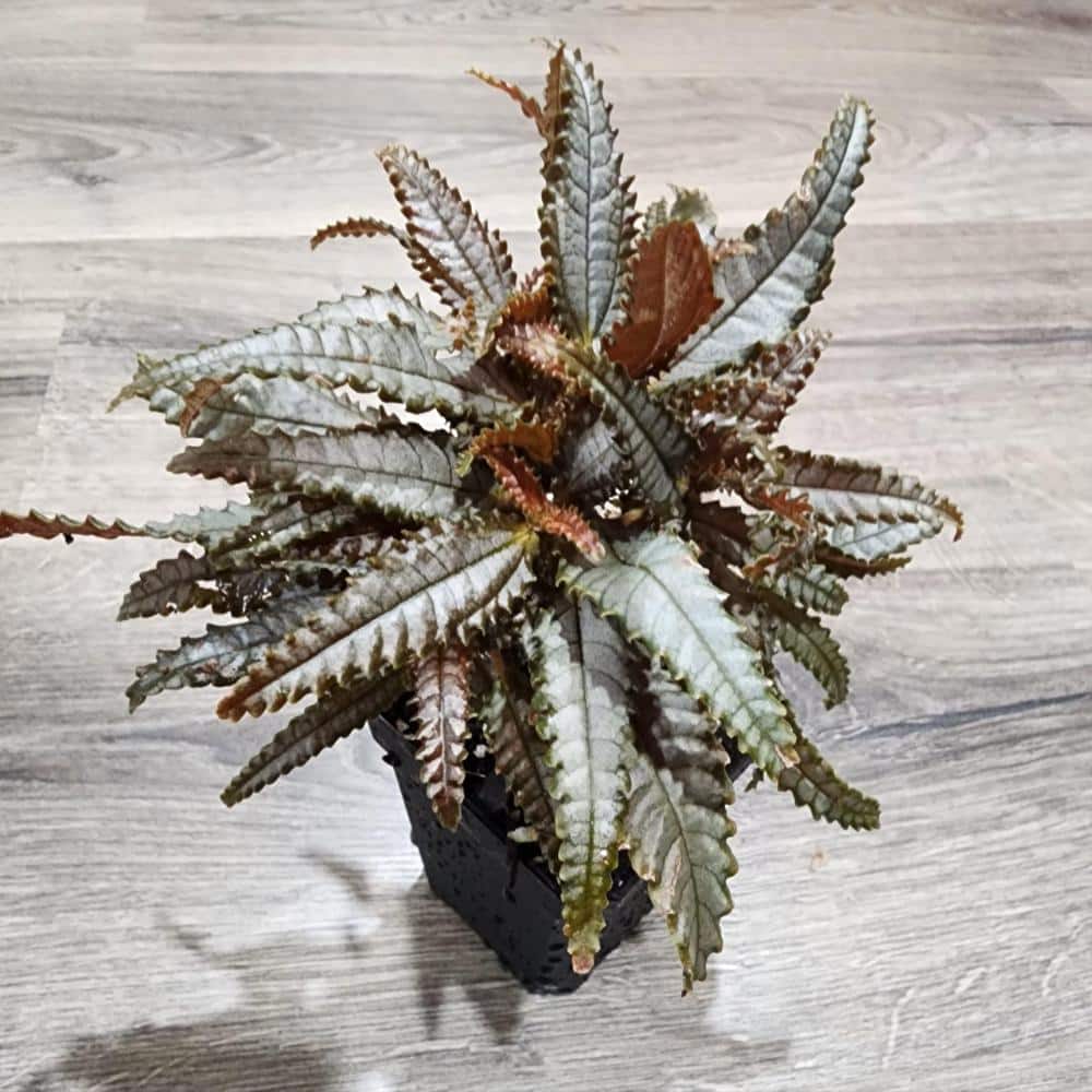 Dark Mystery Friendship Plant - 4 Live Starter Plants - Pilea Hitchcockii - Compact Textured Easy Care Houseplant price history on PriceWatchPro