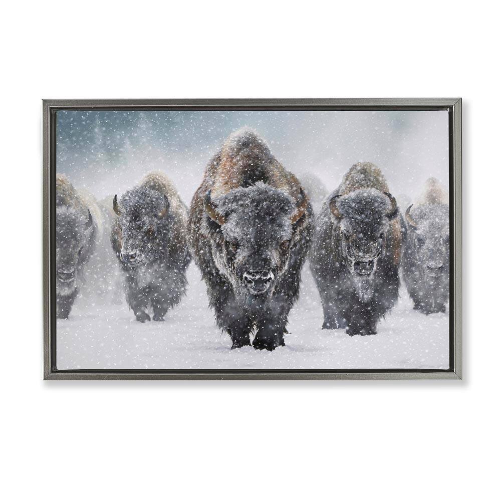 Indomitable Bison in Snow by Mark Kelso Gray Floater Frame Graphic Art Print Animal 17 in. x 25 in. price history on PriceWatchPro