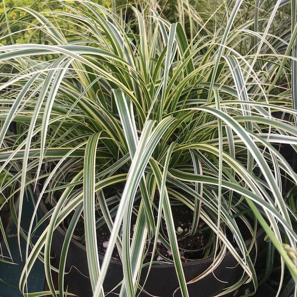 Spring Hill Nurseries Feather Falls Sedge Ornamental Grass Dormant Bare Root Perennial Starter Plant (1-Pack)