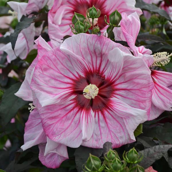 Proven Winners 2 Gal. Summerific Cherry Choco Latte Rose Mallow