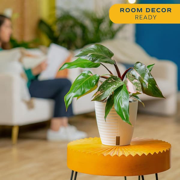 Pink Princess Philodendron Indoor Plant in 6 in. Self-Watering Planter, Average Shipping Height 1-2 ft. Tall