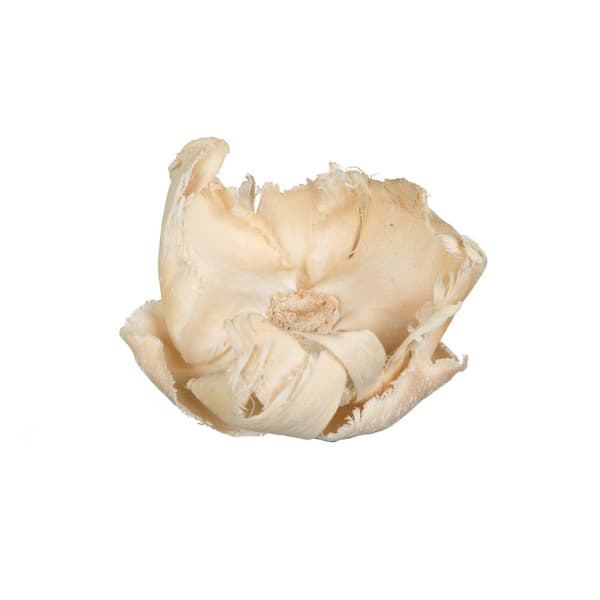 2.75 in. Bleached Preserved Palm Cap, 25 Per Pack
