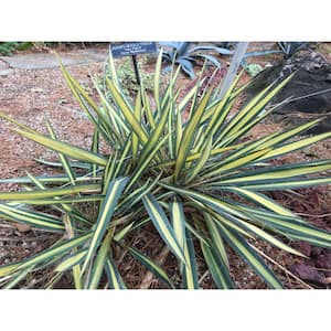 10 in. Color Guard Yucca Shrub with Creamy White Flowers