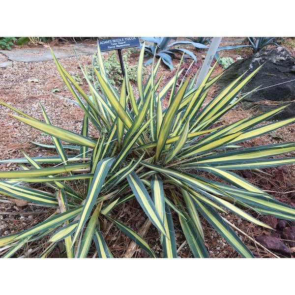 OnlinePlantCenter 10 in. Color Guard Yucca Shrub with Creamy White ...