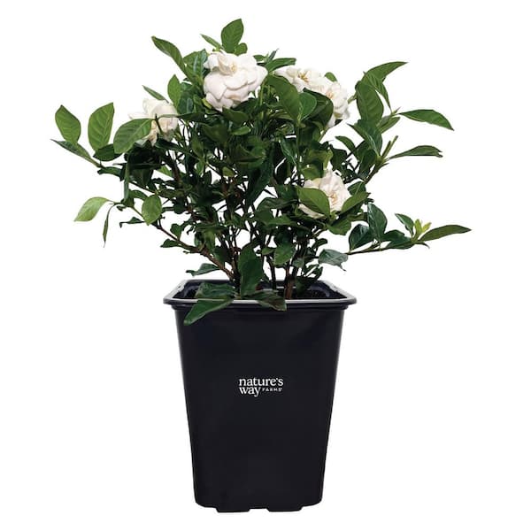 Gardenia Veitchii Fragrant Flowering Shrub (12-18in Tall) in Grower Pot