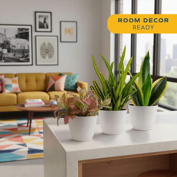 Exotic Angel Clean Air Indoor Houseplant Collection in 4 in. White Decor Pot, Avg. Shipping Height 10 in. Tall (3-Pack)