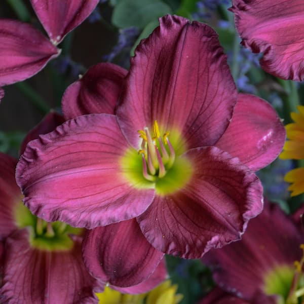 Breck's Budacious Reblooming Daylily Dormant Bare Root Flowering Perennial Plant (1-Pack)