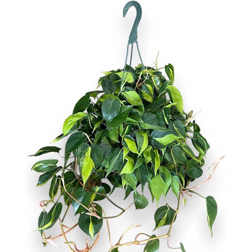 Philodendron Brasil Large Green and Lime Variegated Hanging Basket